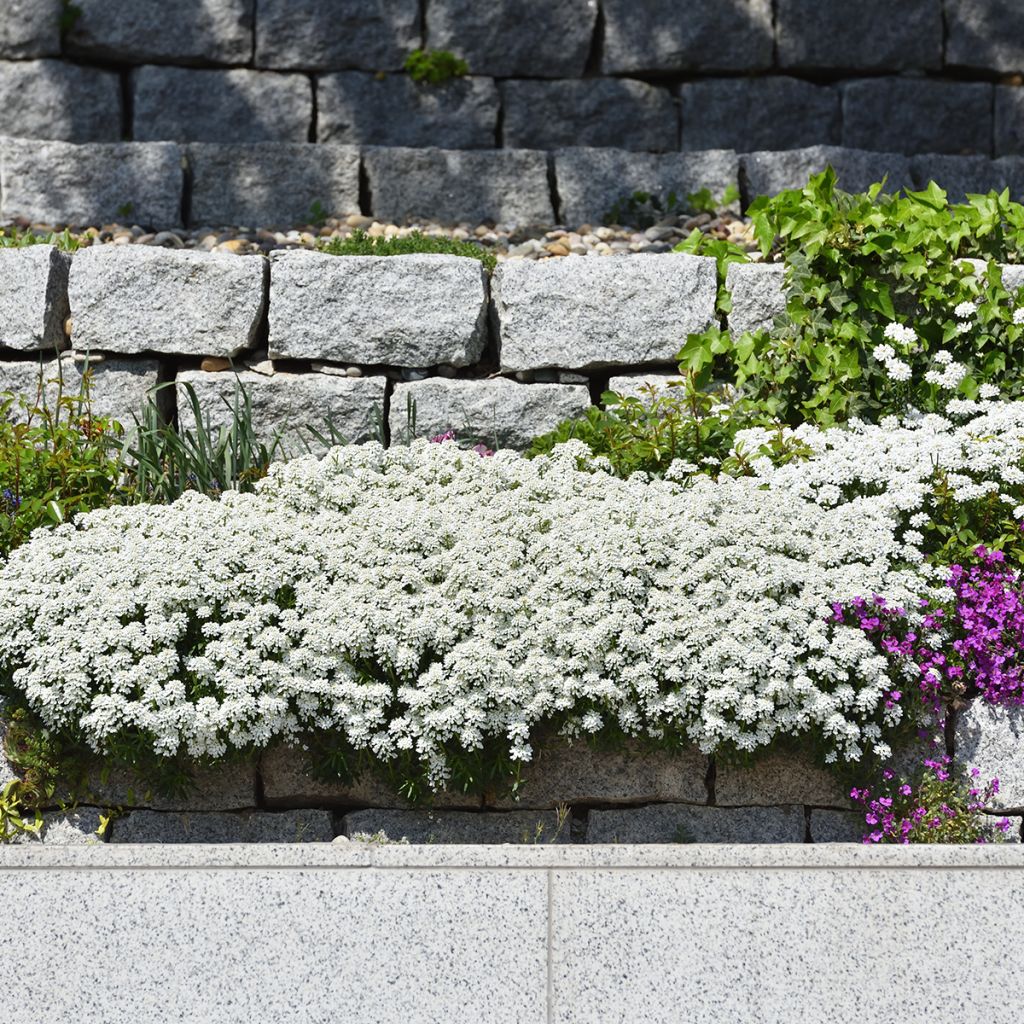 Iberis sempervirens - Carraspique