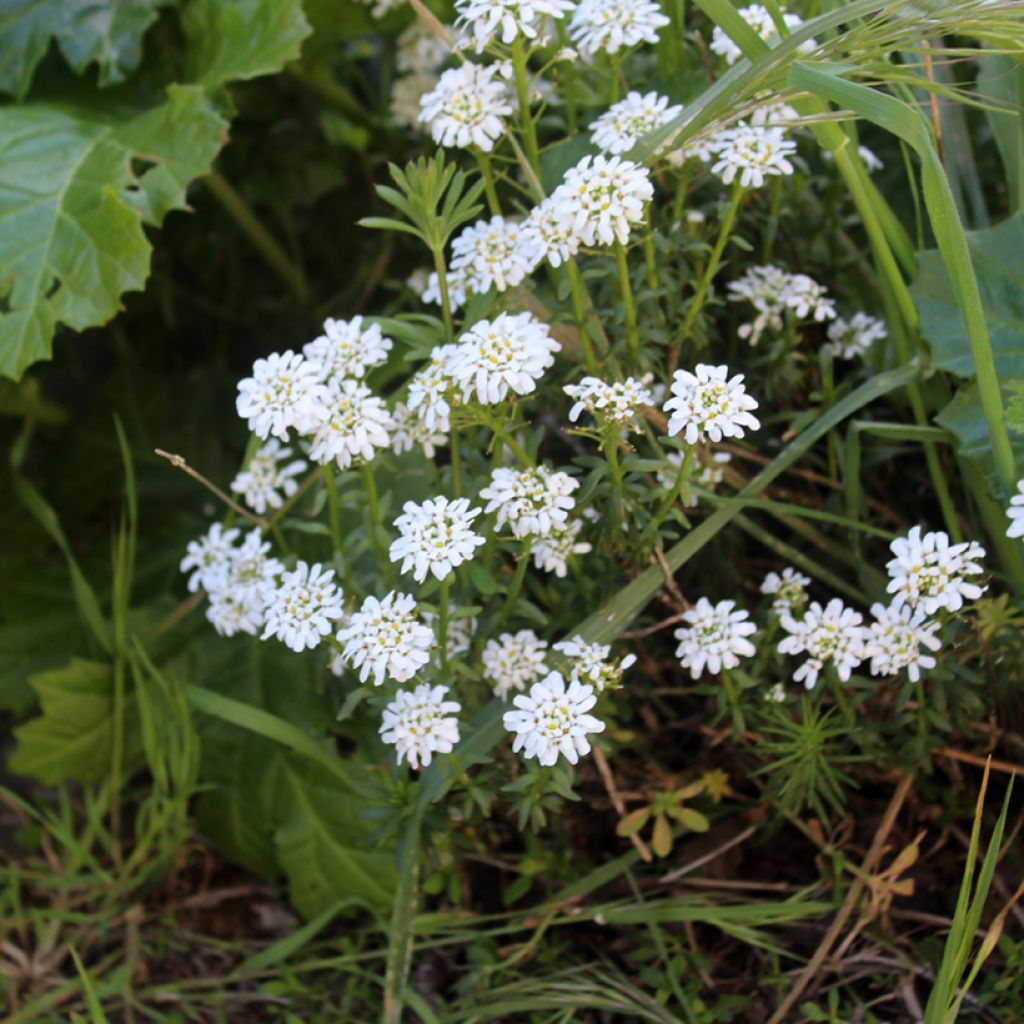 Iberis sempervirens - Carraspique