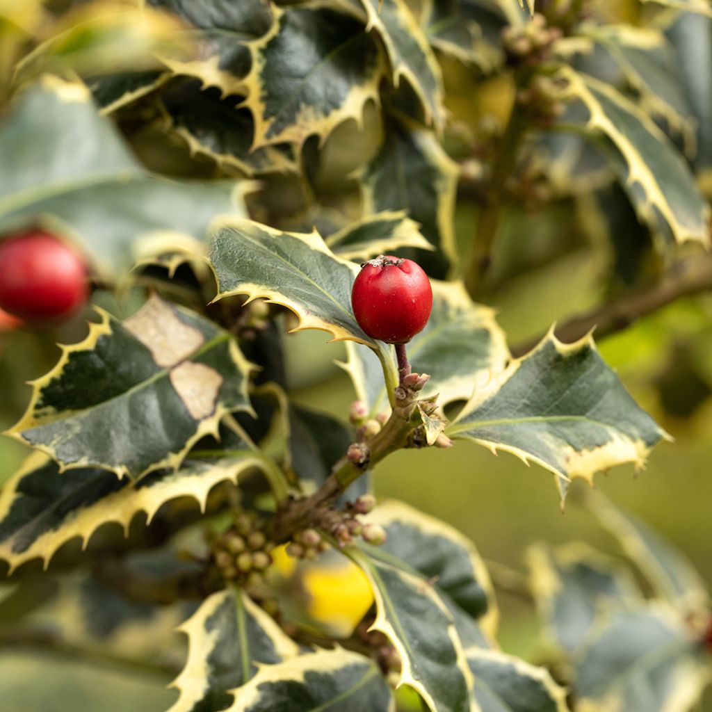 Acebo Silver Queen - Ilex aquifolium