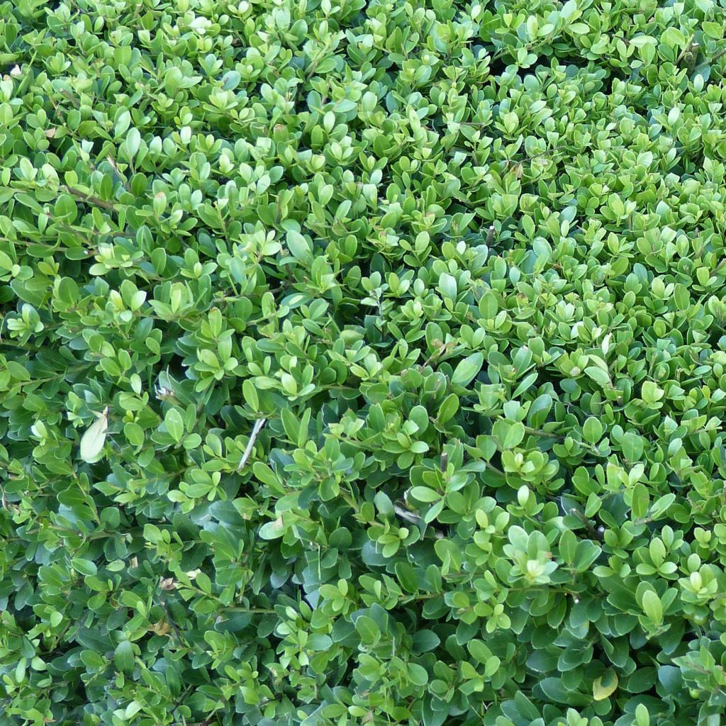 Houx crénelé - Ilex crenata Dark Green