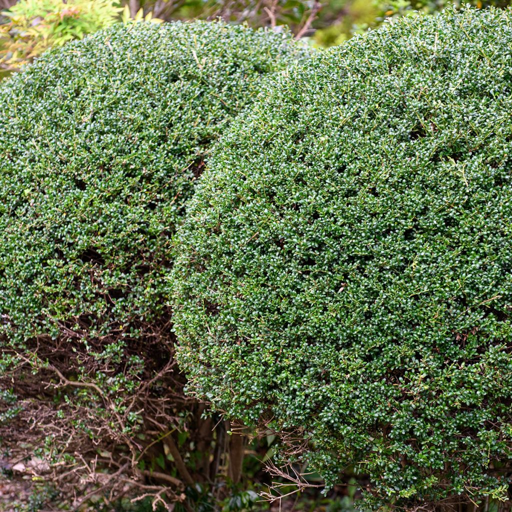 Acebo japonés Glorie Gem (bola) - Ilex crenata