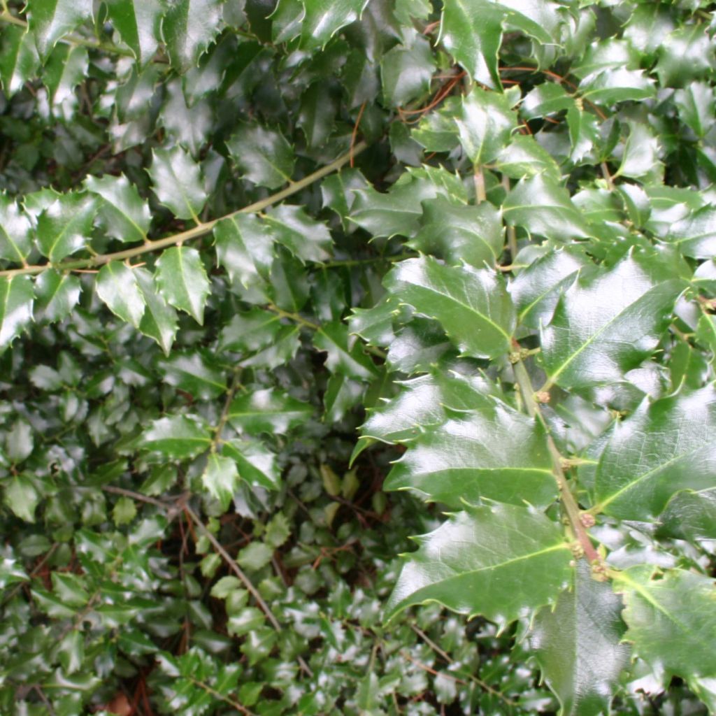 Houx hybride femelle Blue princess - Ilex meserveae