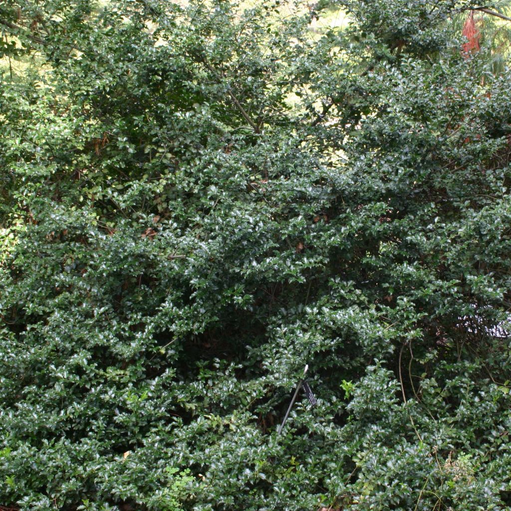 Houx hybride femelle Blue princess - Ilex meserveae