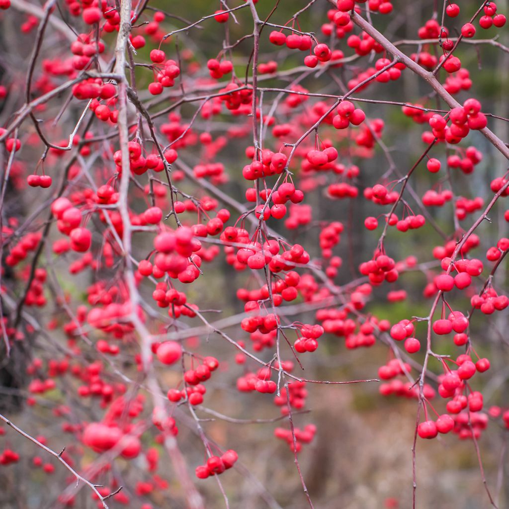 Ilex verticillata - Acebo