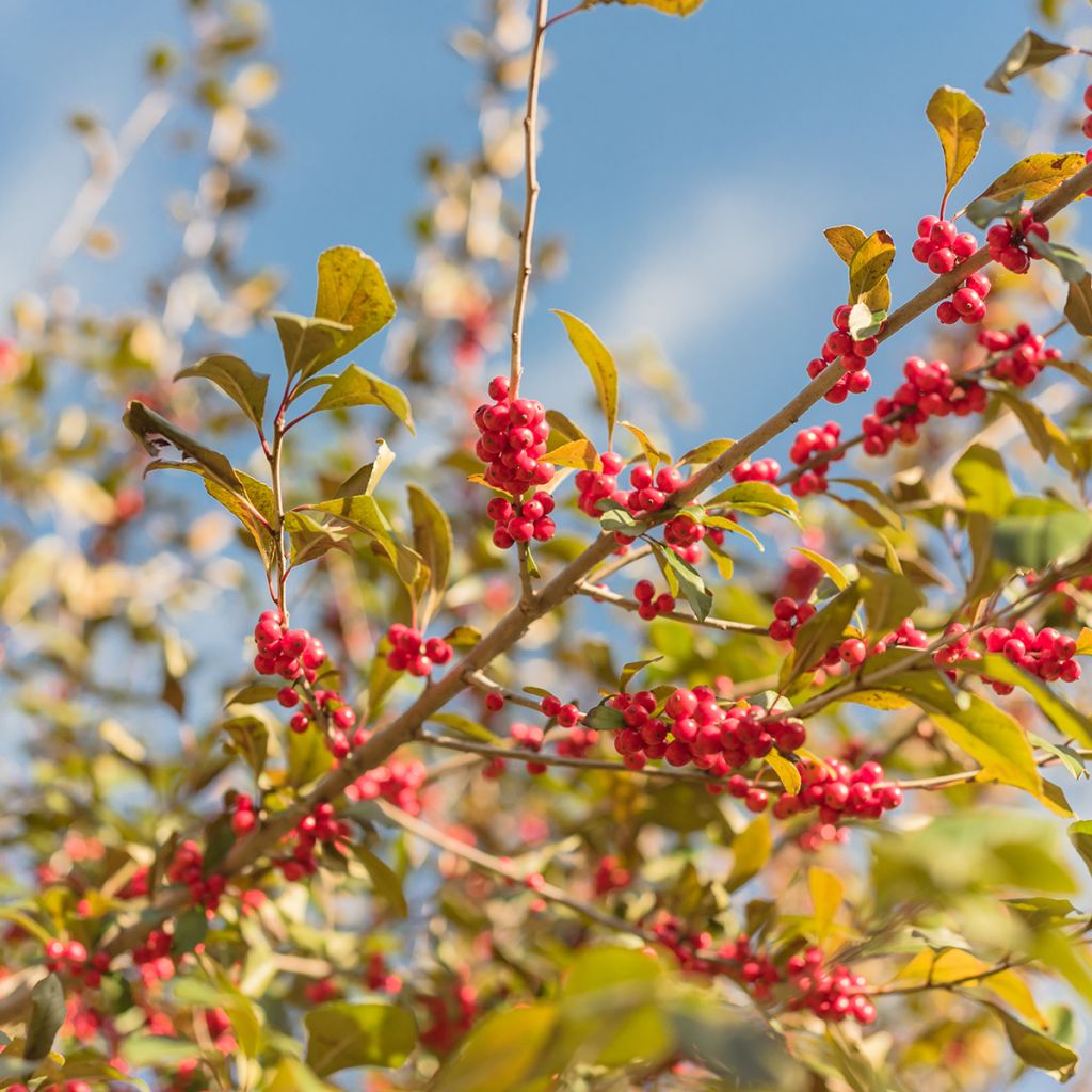 Ilex verticillata - Acebo