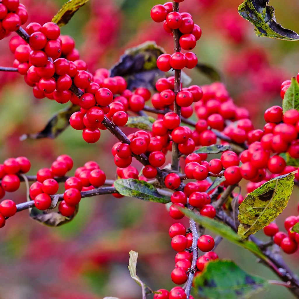 Ilex verticillata - Acebo