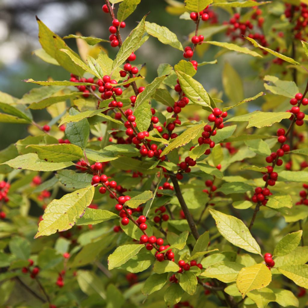 Ilex verticillata Oosterwijk  - Acebo