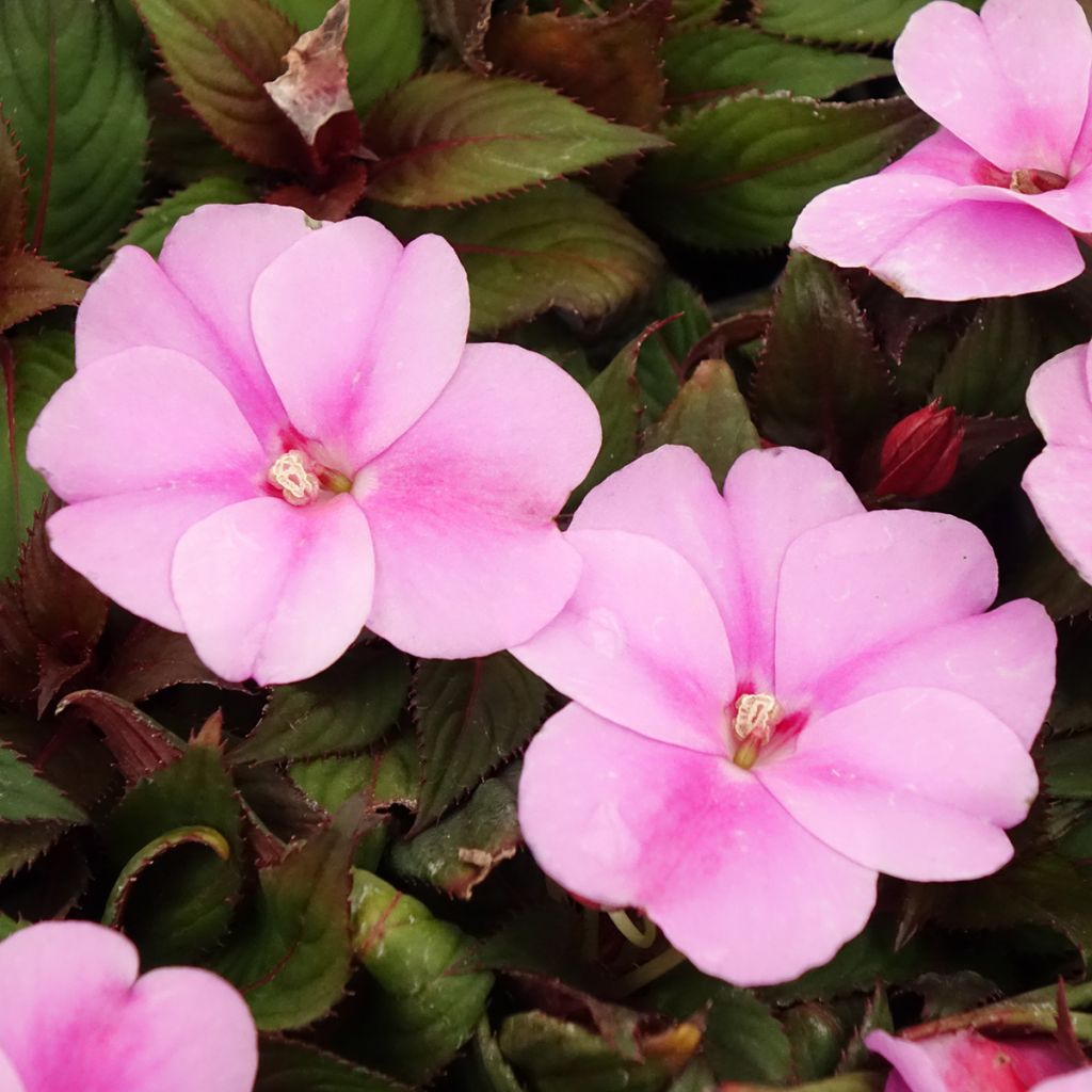 Impatiens SunPatiens Vigorous Lavender - Alegría