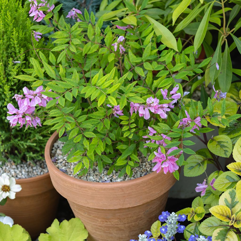 Indigofera heterantha - Indigo del Himalaya