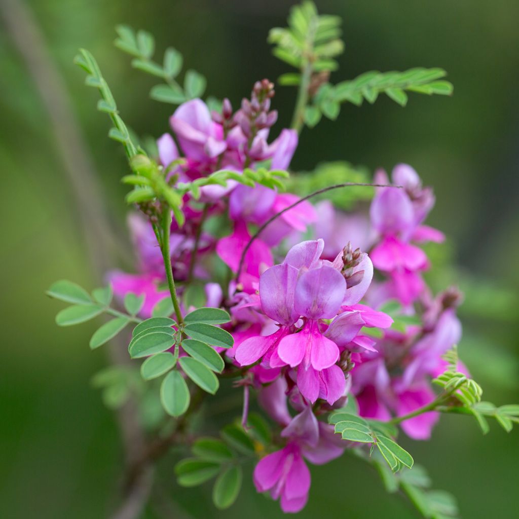 Indigofera heterantha - Indigo del Himalaya
