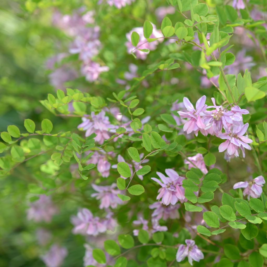 Indigofera kirilowii - Indigo de Kirilow