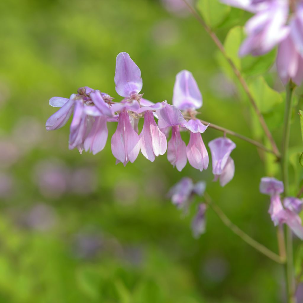 Indigofera kirilowii - Indigo de Kirilow