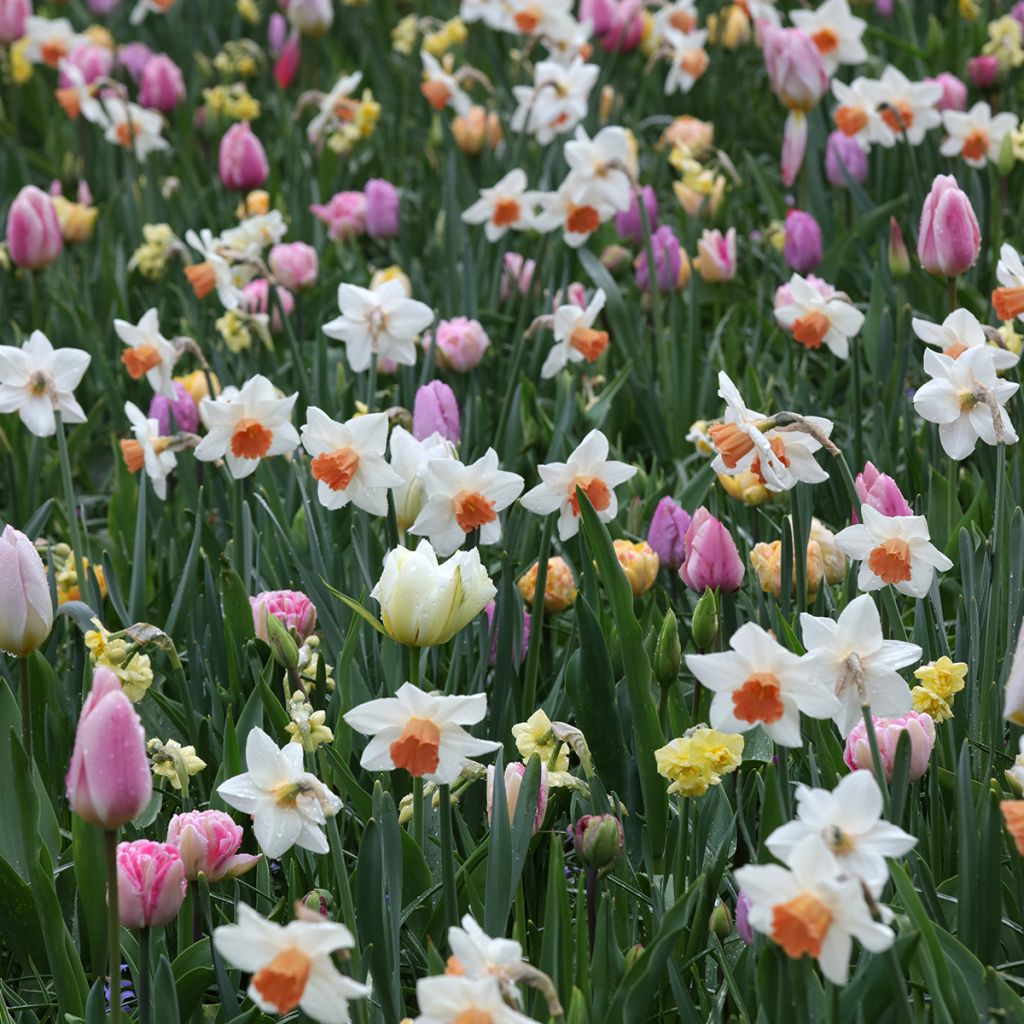 Inspiración bulbos de primavera Camaïeu Tendresse