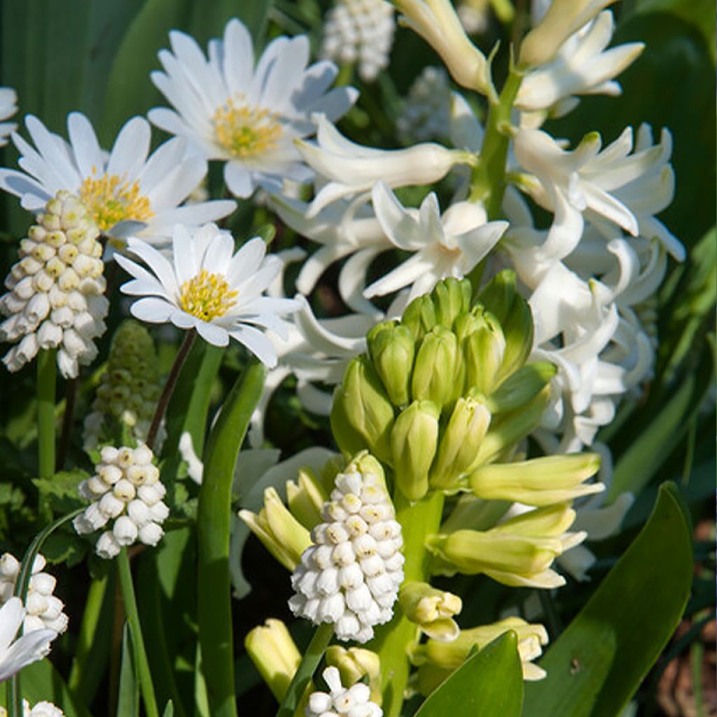 Inspiración pequeño bulbo de primavera de floración blanca