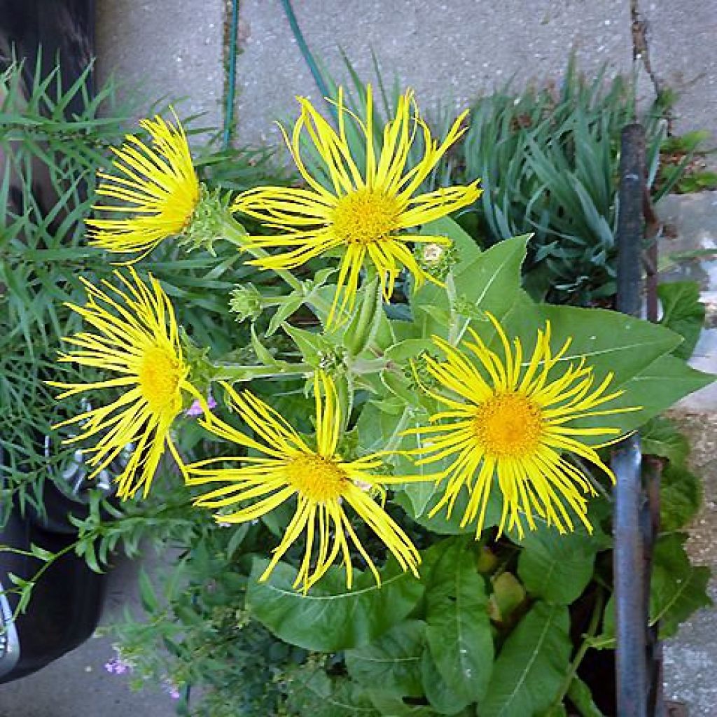 Inula orientalis