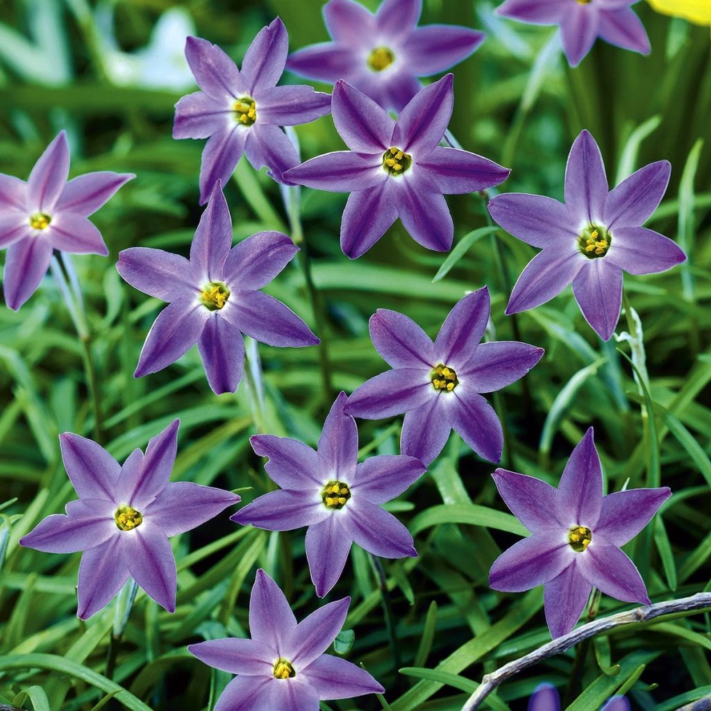 Ipheion uniflorum Froyle Mill - Etoile de printemps