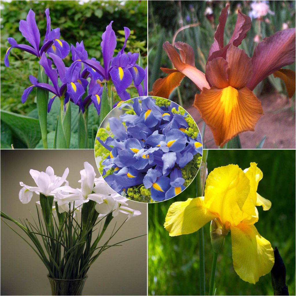Iris hollandica Mix - Iris de Holanda