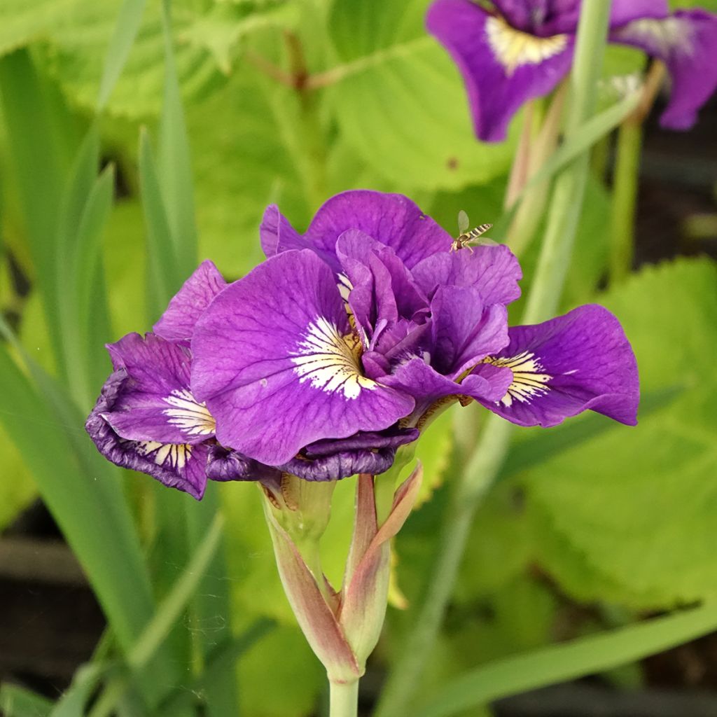 Lirio de Siberia Double Standard - Iris sibirica