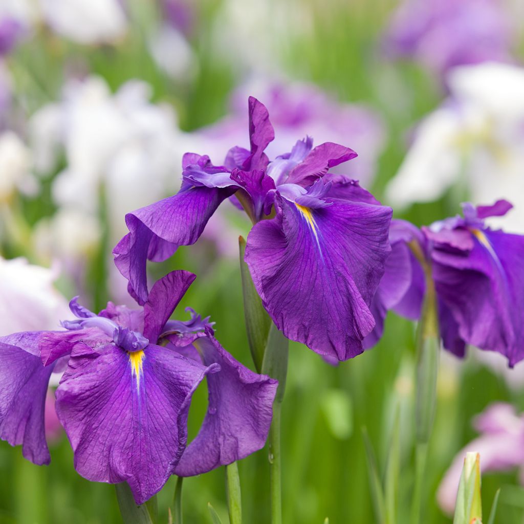 Iris Japonés Sea of Amethyst - Iris ensata