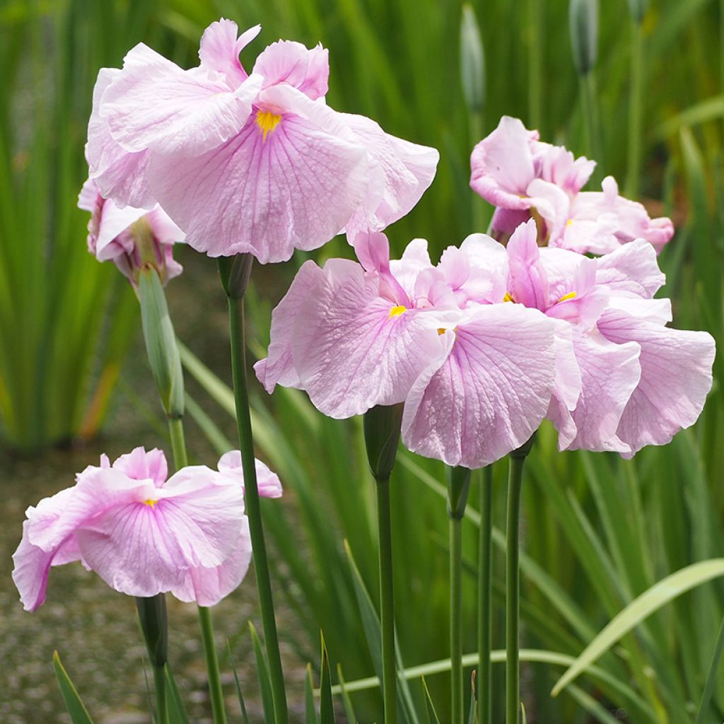 Iris Japonés Dinner Plate Tub Tim Grob - Iris ensata