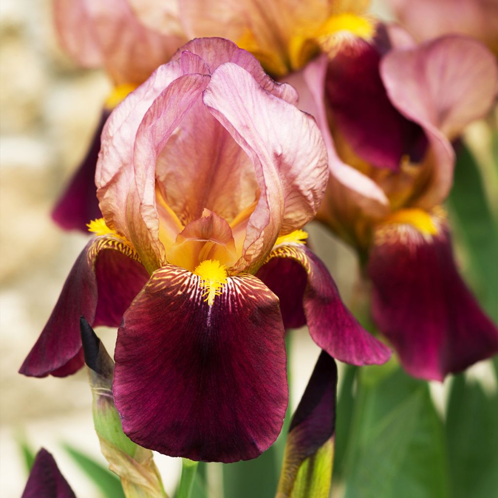 Iris germanica Agrippa