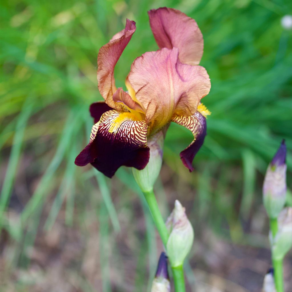 Iris germanica Agrippa