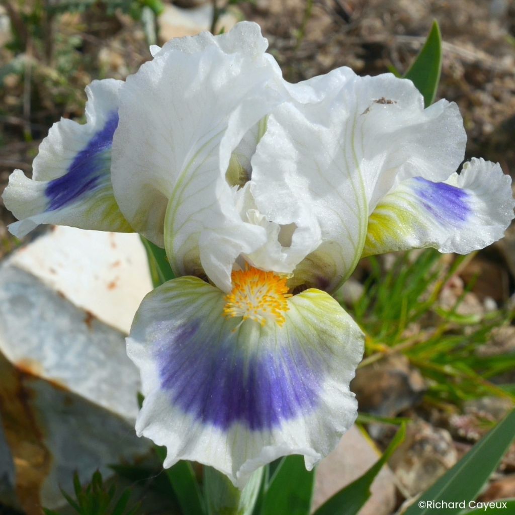 Iris germanica Alas - Iris pigmeo