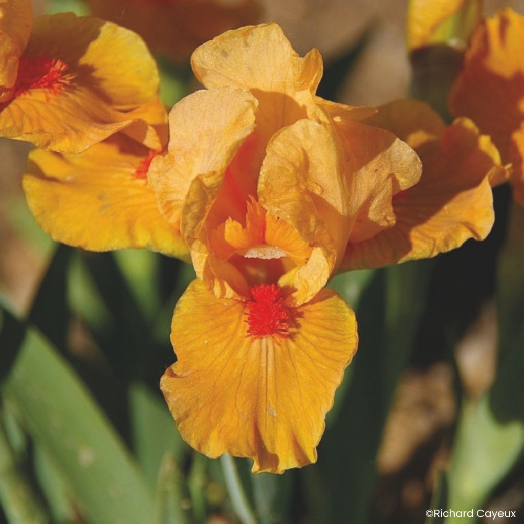 Iris germanica Allumez le Feu - Iris pigmeo