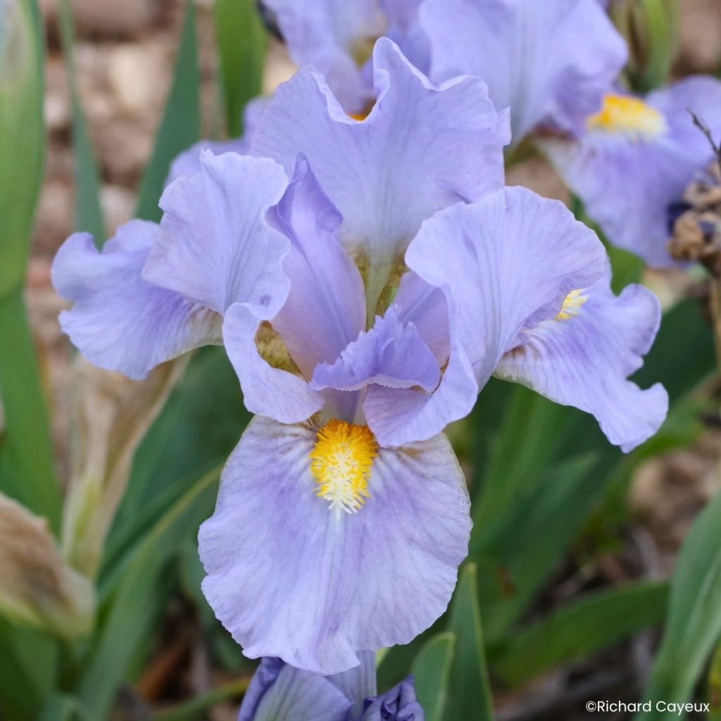 Iris germanica Amateur - Iris pigmeo