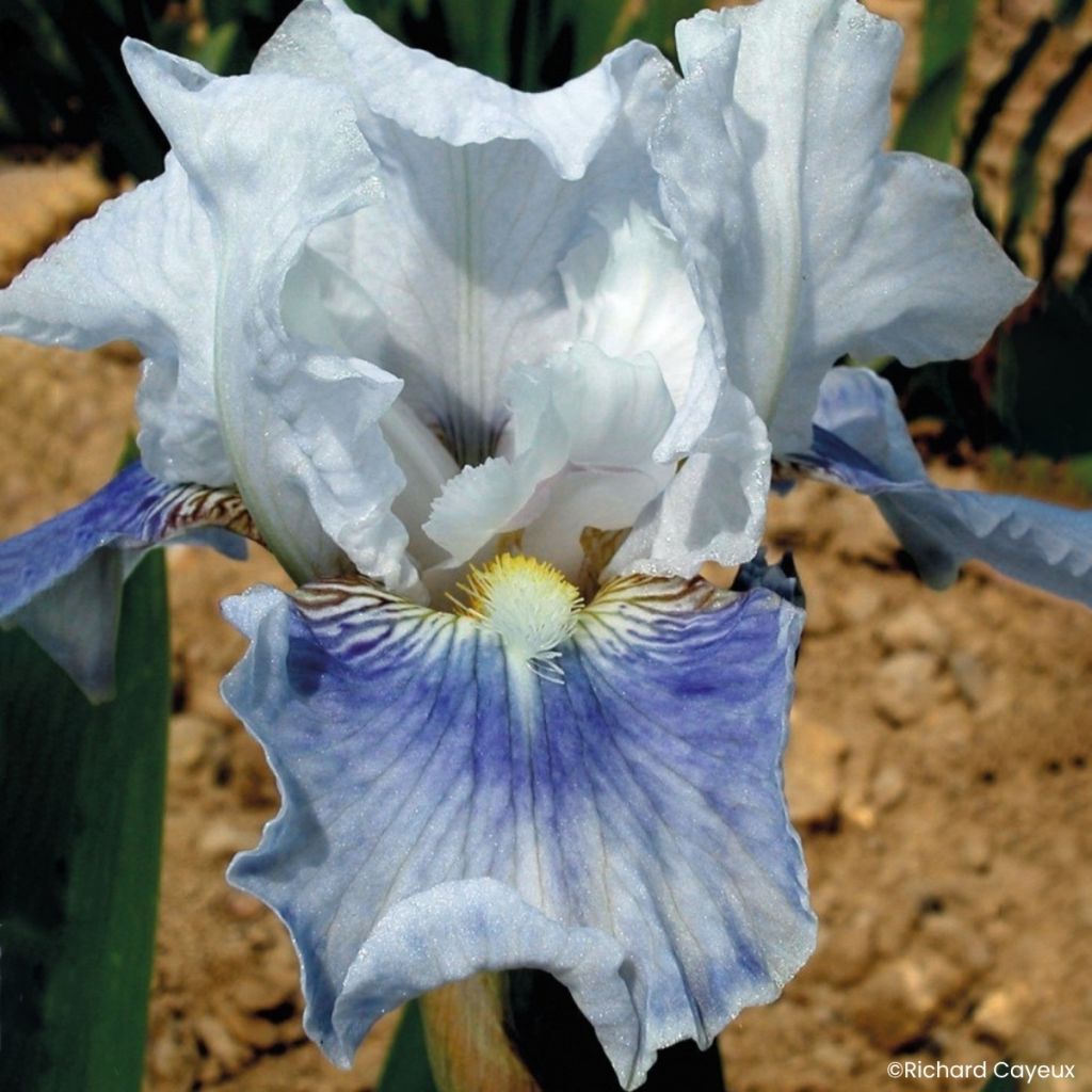 Iris germanica Antarctique - Lirio azul