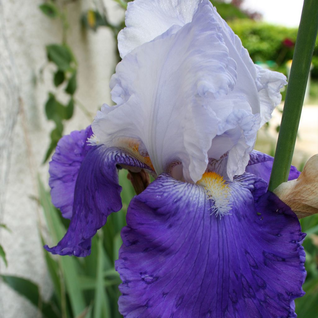 Iris germanica Arpège
