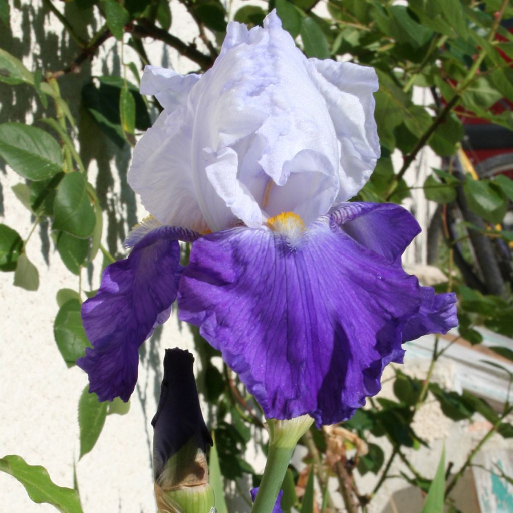 Iris germanica Arpège