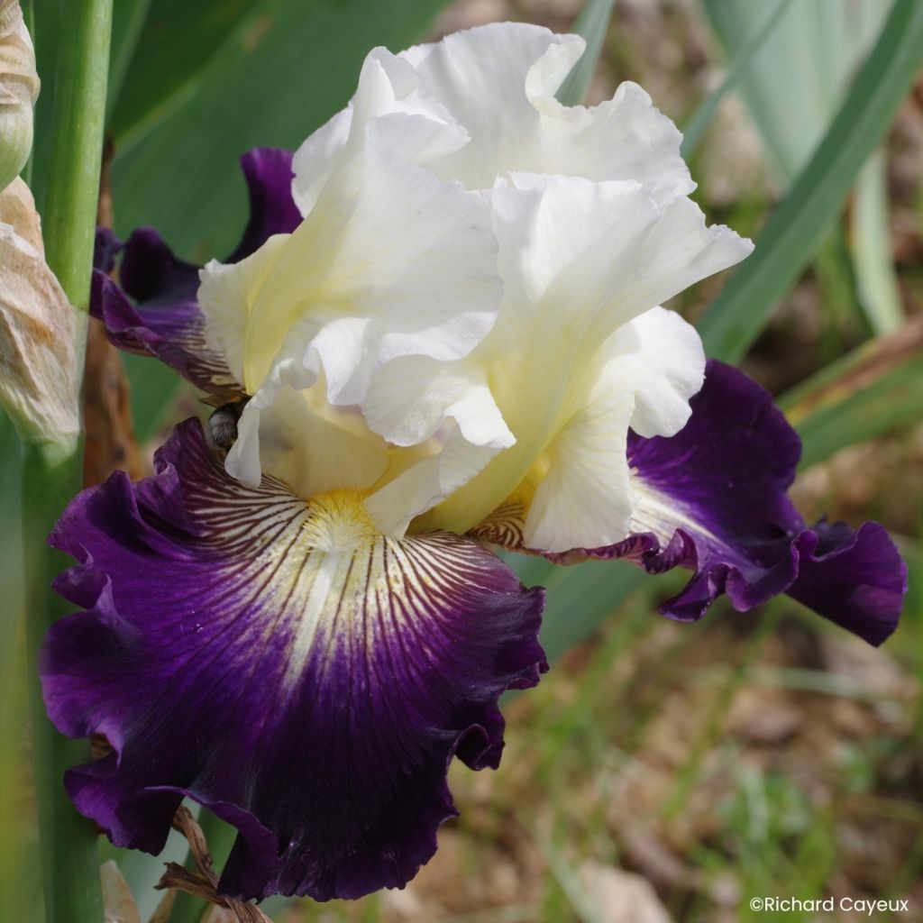 Iris germanica Aubigny Auld Alliance - Lirio azul