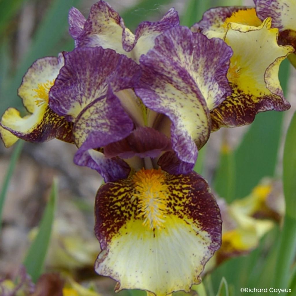 Iris germanica Banded Tiger - Iris pigmeo