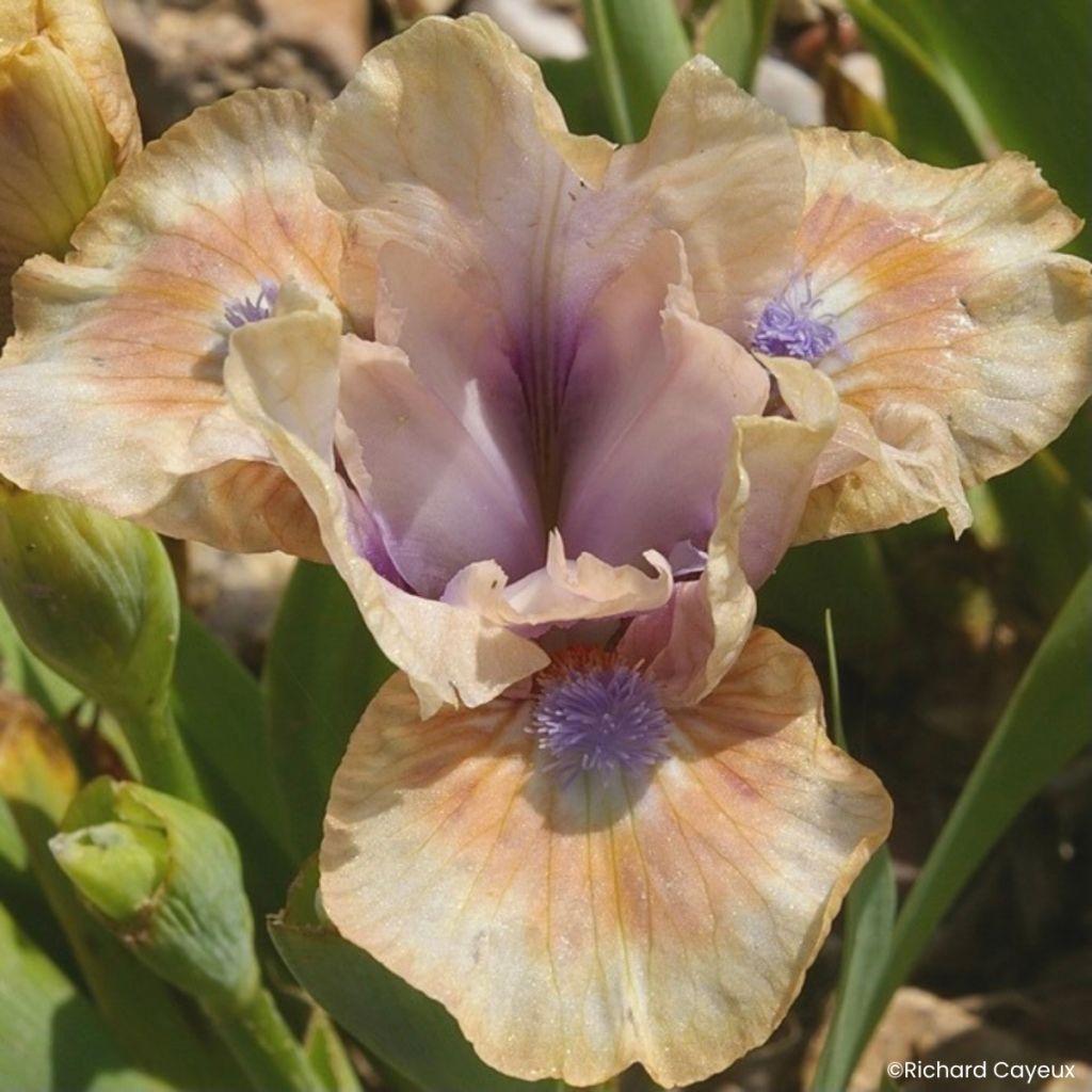 Iris germanica Be My Angel - Iris pigmeo