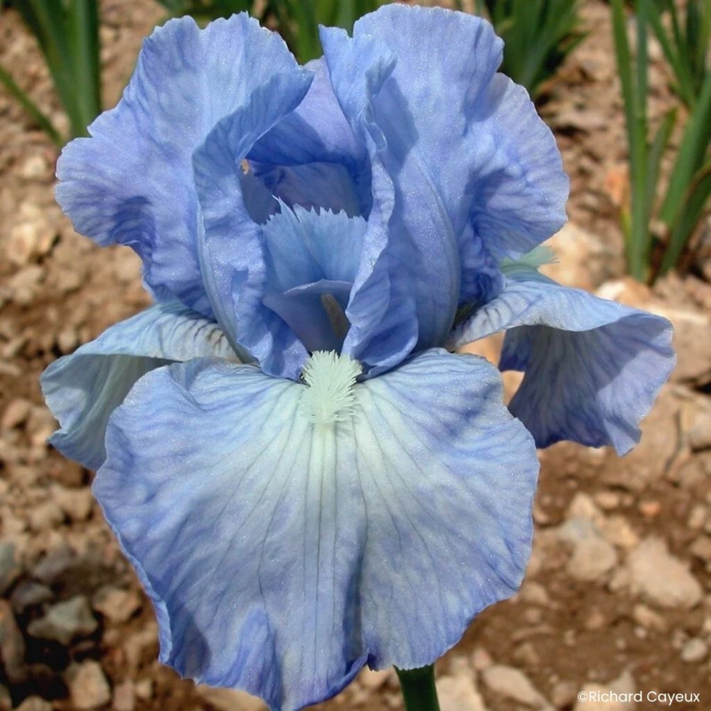 Iris germanica Bel Azur - Lirio azul