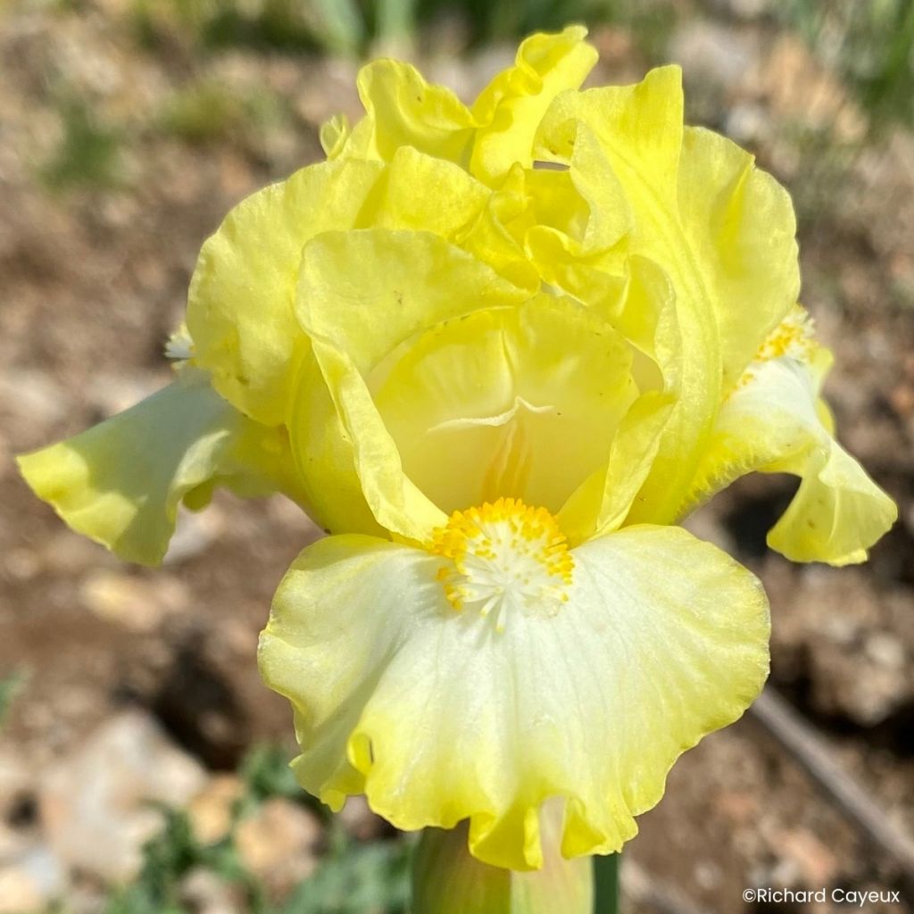Iris germanica Blissful - Iris pigmeo