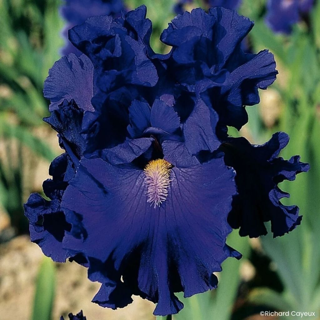 Iris germanica Blue Suede Shoes - Lirio azul