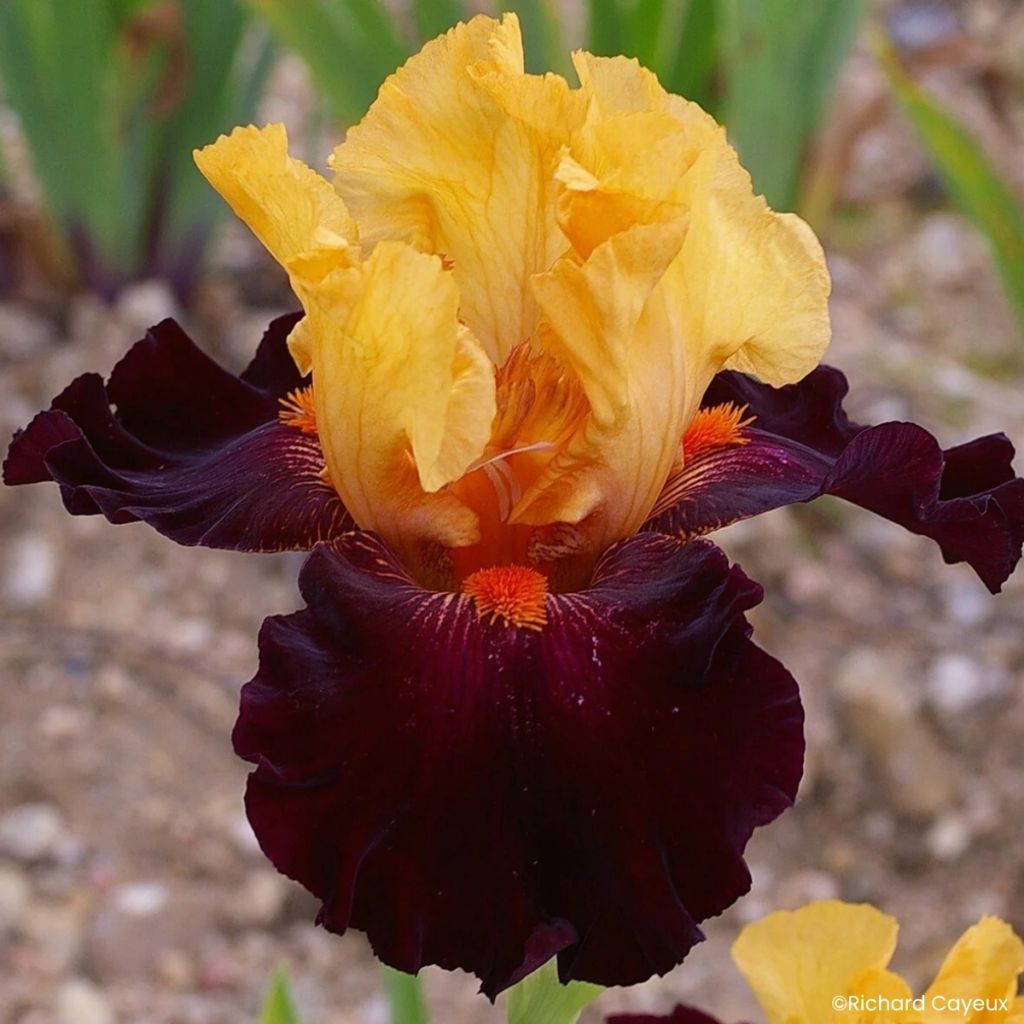 Iris germanica Brilliant Disguise - Lirio azul