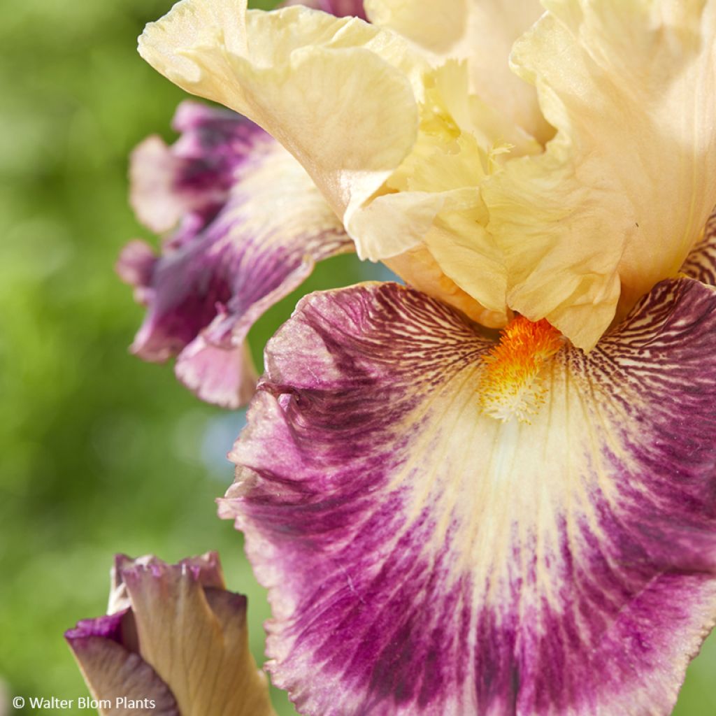 Iris germanica Comme un Sourire - Lirio azul