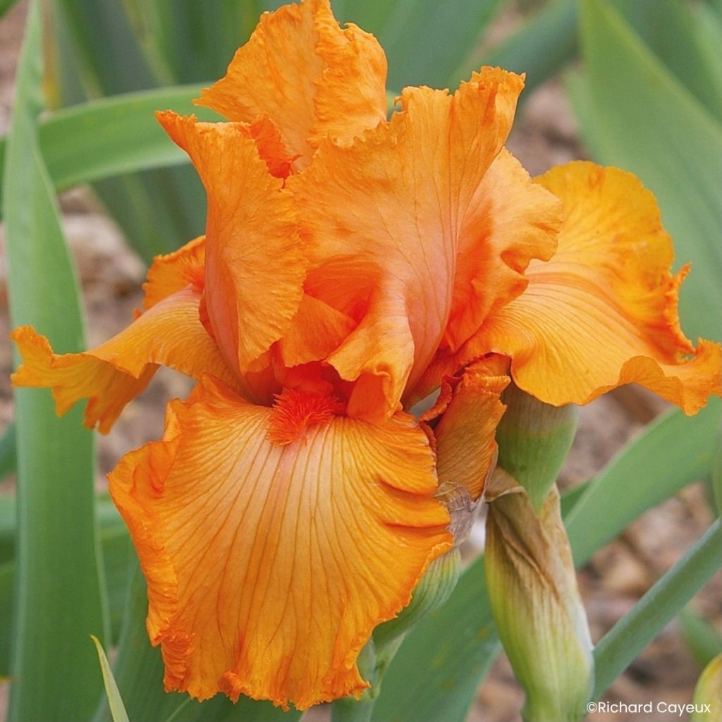Iris germanica Coup de Soleil - Lirio azul