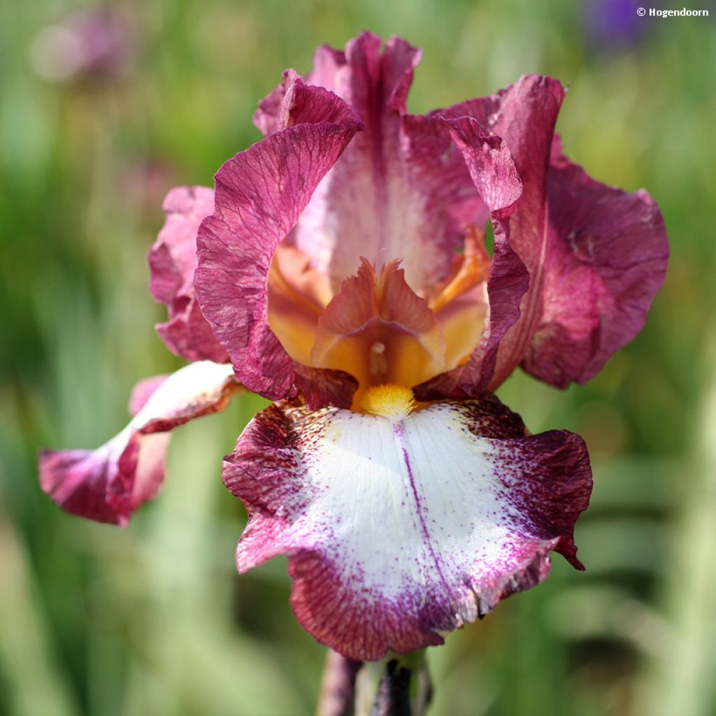 Iris germanica Crinoline
