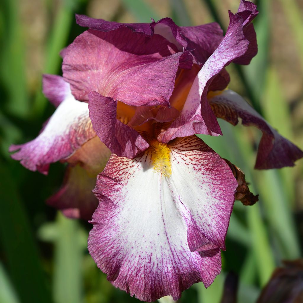 Iris germanica Crinoline