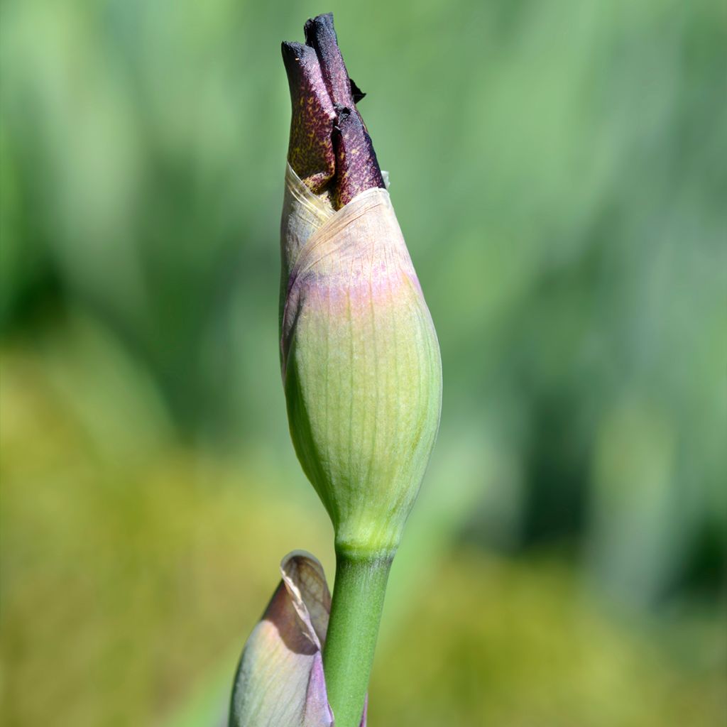 Iris germanica Crinoline