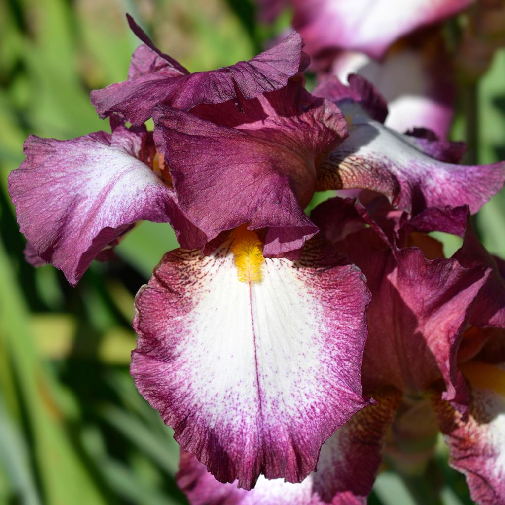 Iris germanica Crinoline