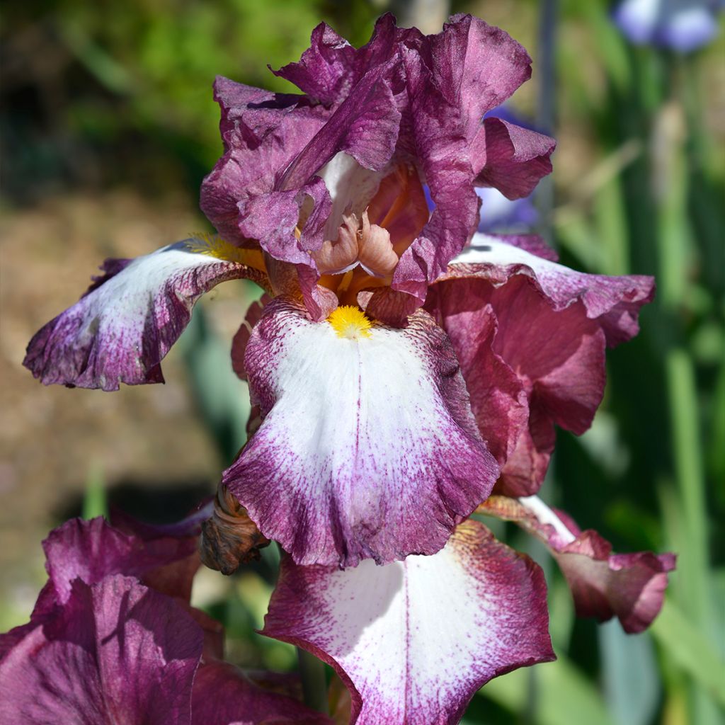 Iris germanica Crinoline