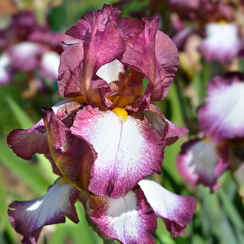 Iris germanica Crinoline