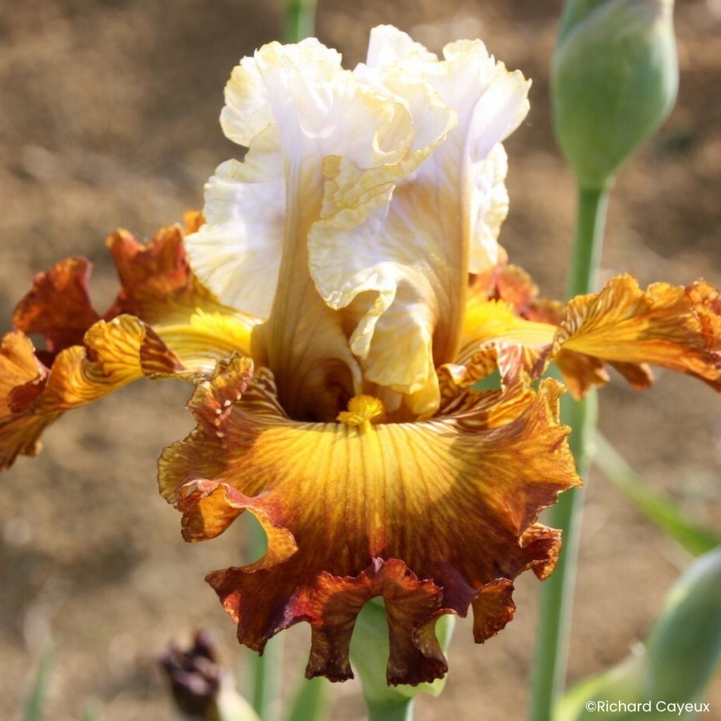 Iris germanica Daniel Collin - Lirio azul