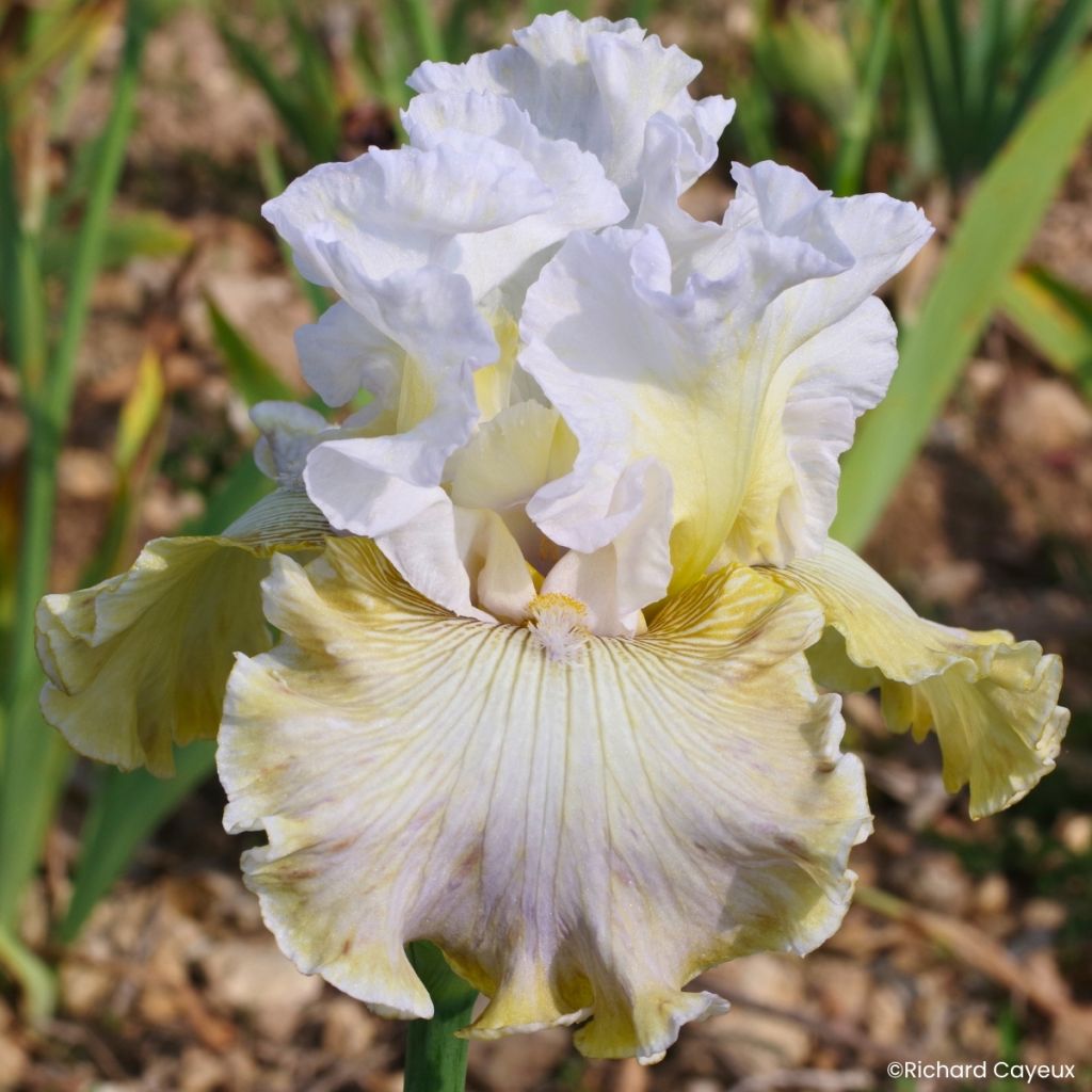 Iris germanica Danseuse d’Asie - Lirio azul