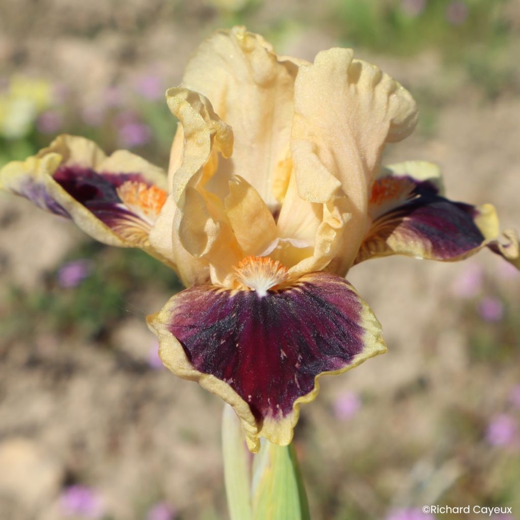 Iris germanica Dazzle Me - Iris pigmeo